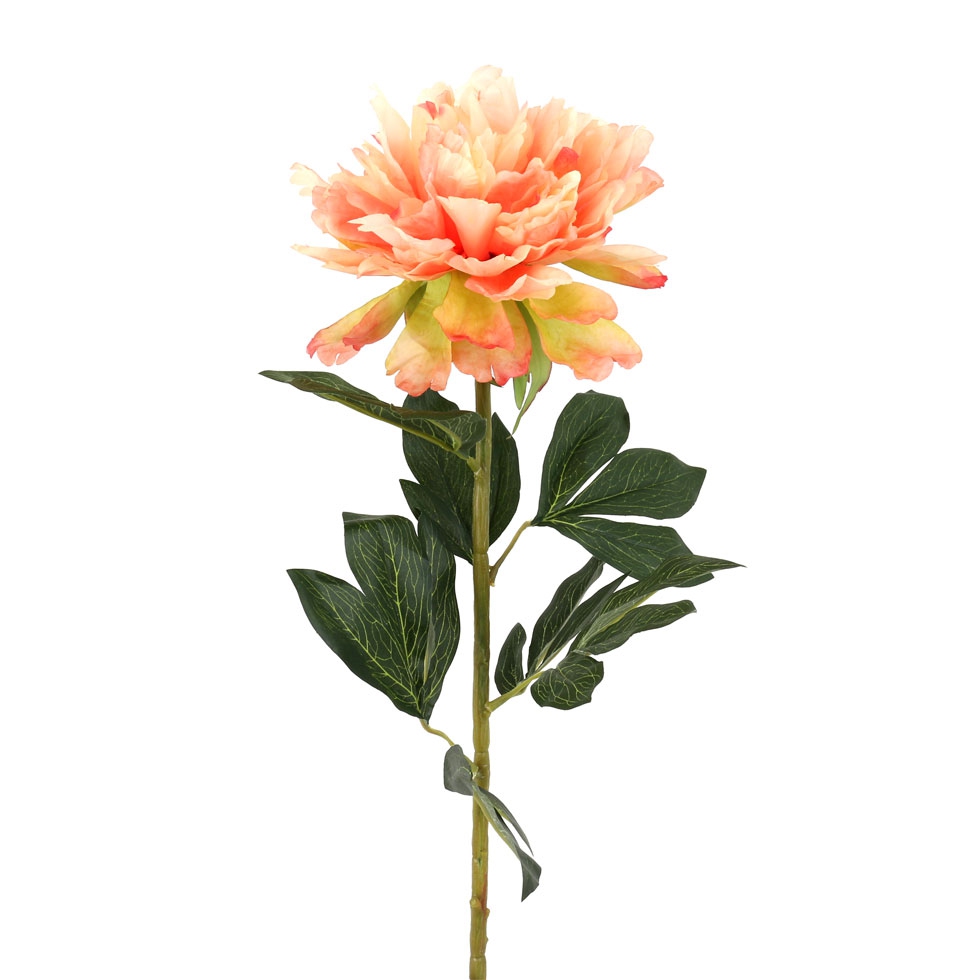 PEONIA ROSA