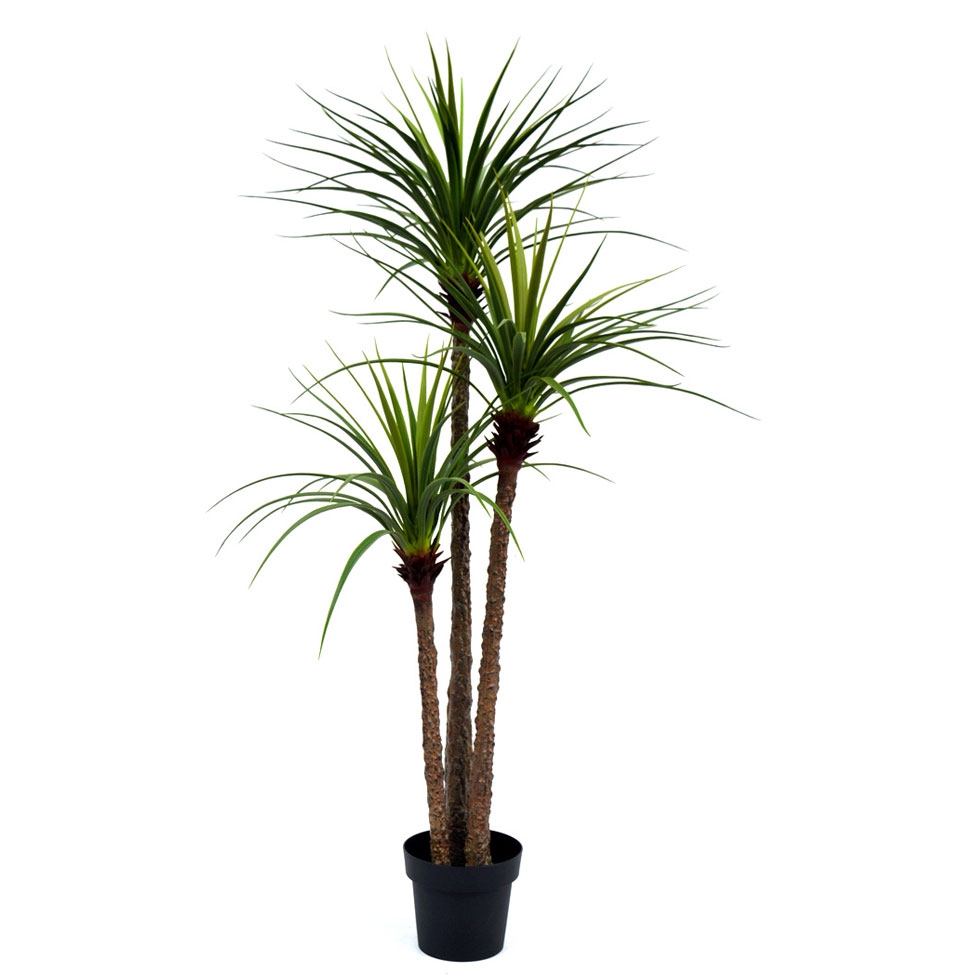 PLANTA DRACAENA