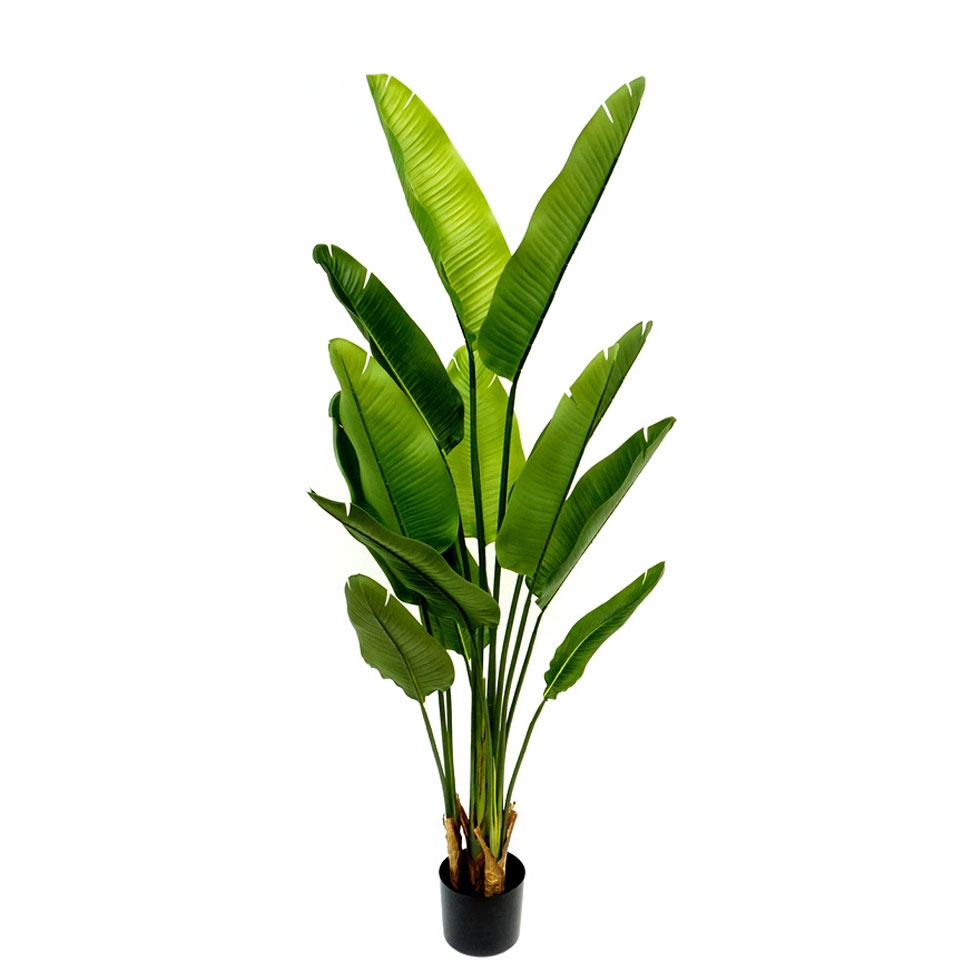 PLANTA ESTRELITZIA