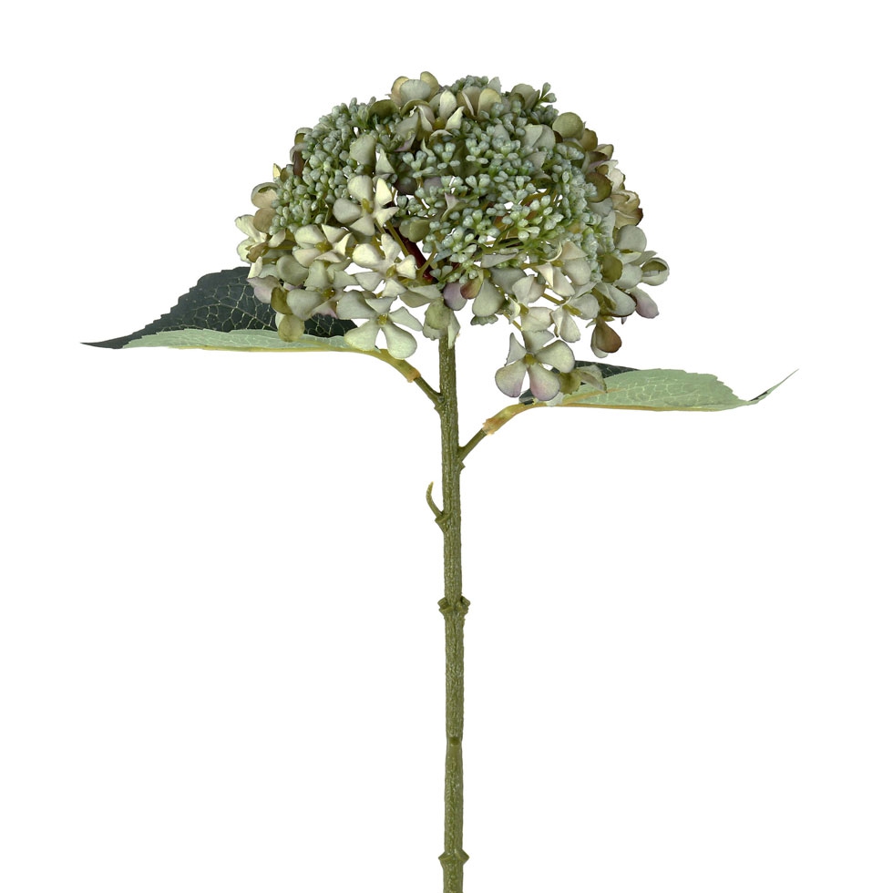 HORTENSIA VERDE