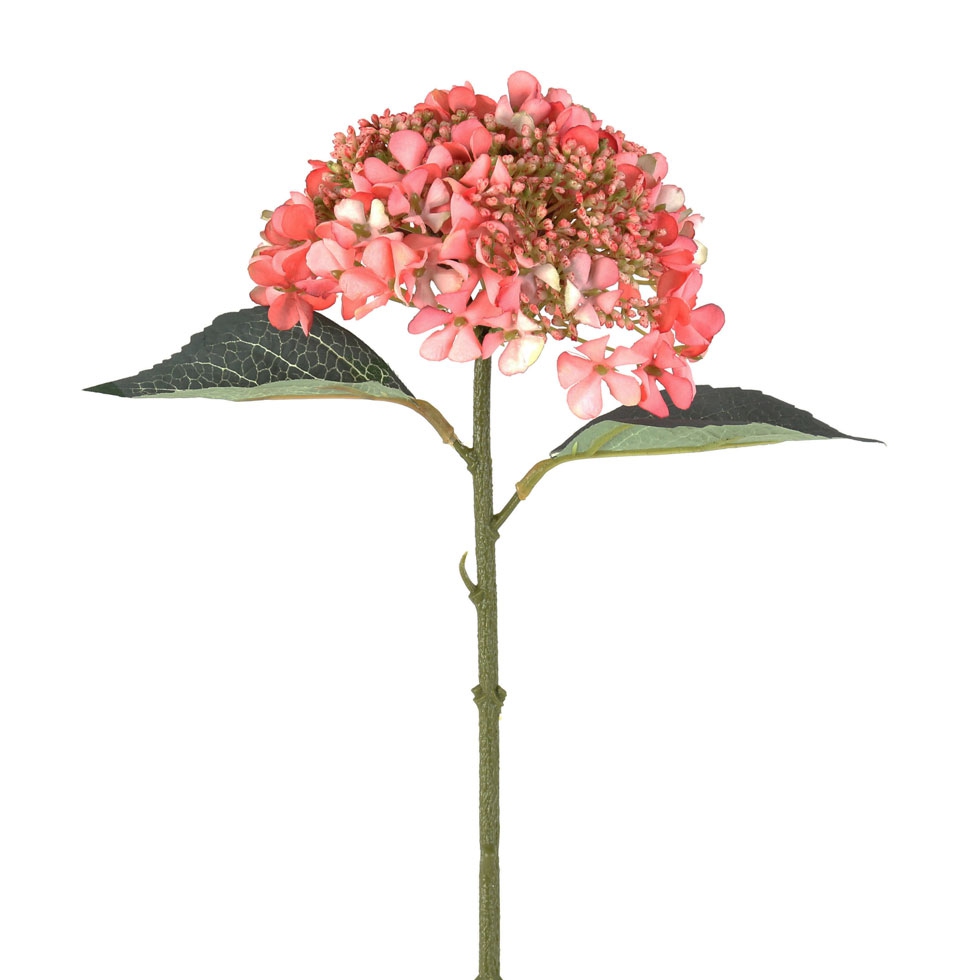 HORTENSIA ROSA